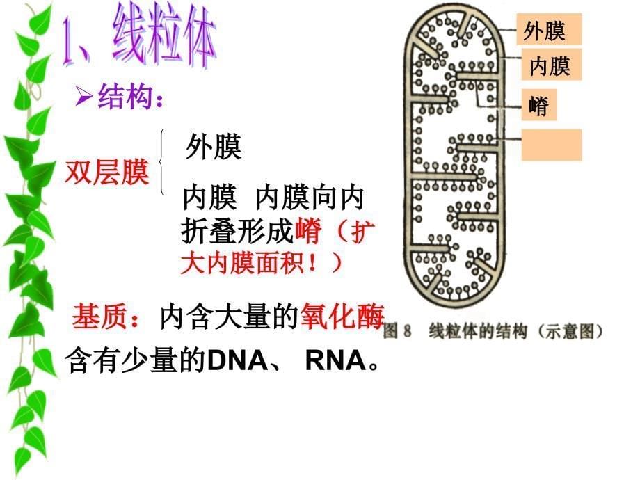 细胞器──系统内的分工合作_第5页