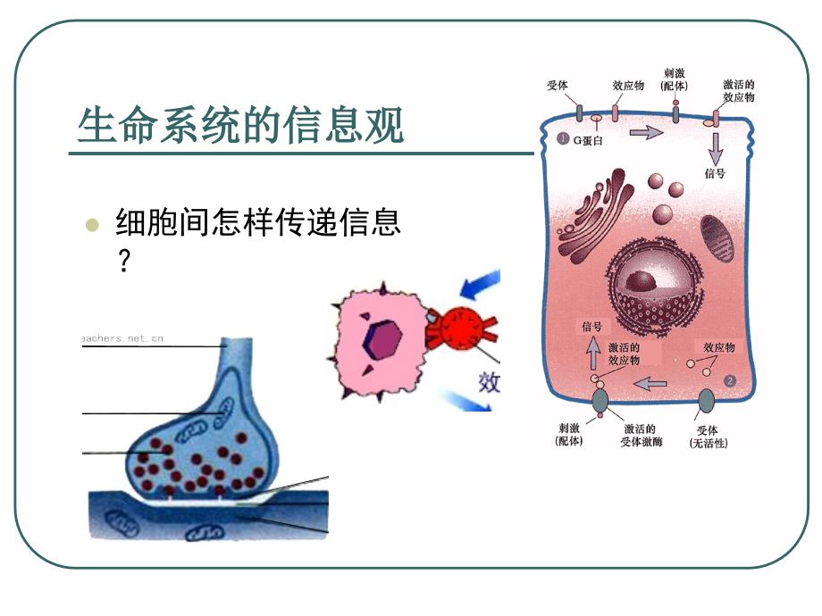 5.4生态系统的信息传递课件曾晓清_第4页