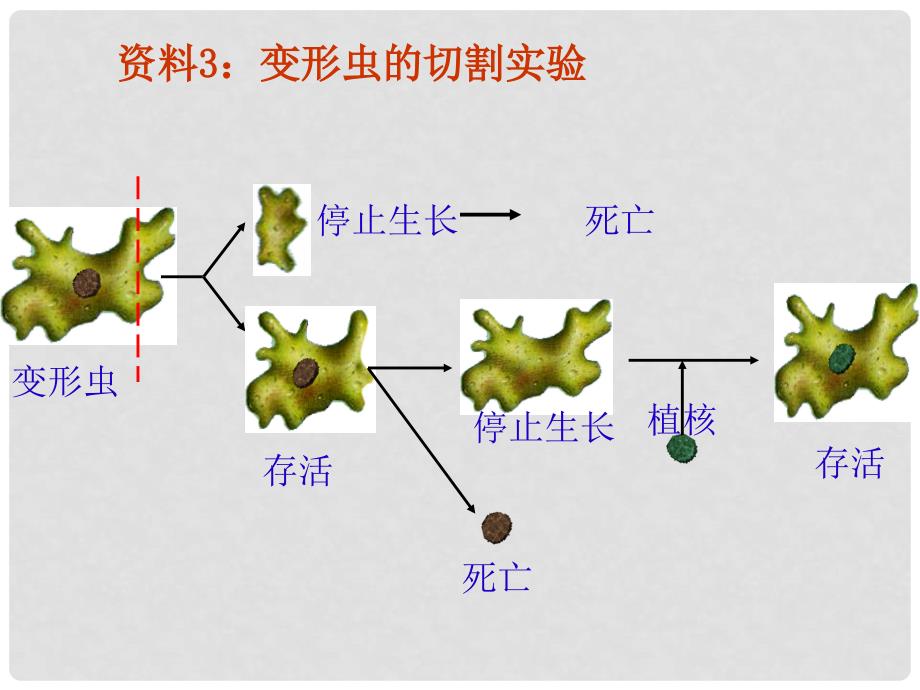 高三生物一轮备战 细胞核的结构和功能教学课件_第4页