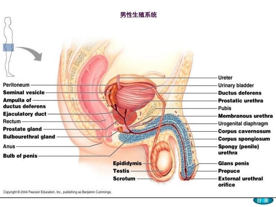 生理学生殖ppt课件_第5页