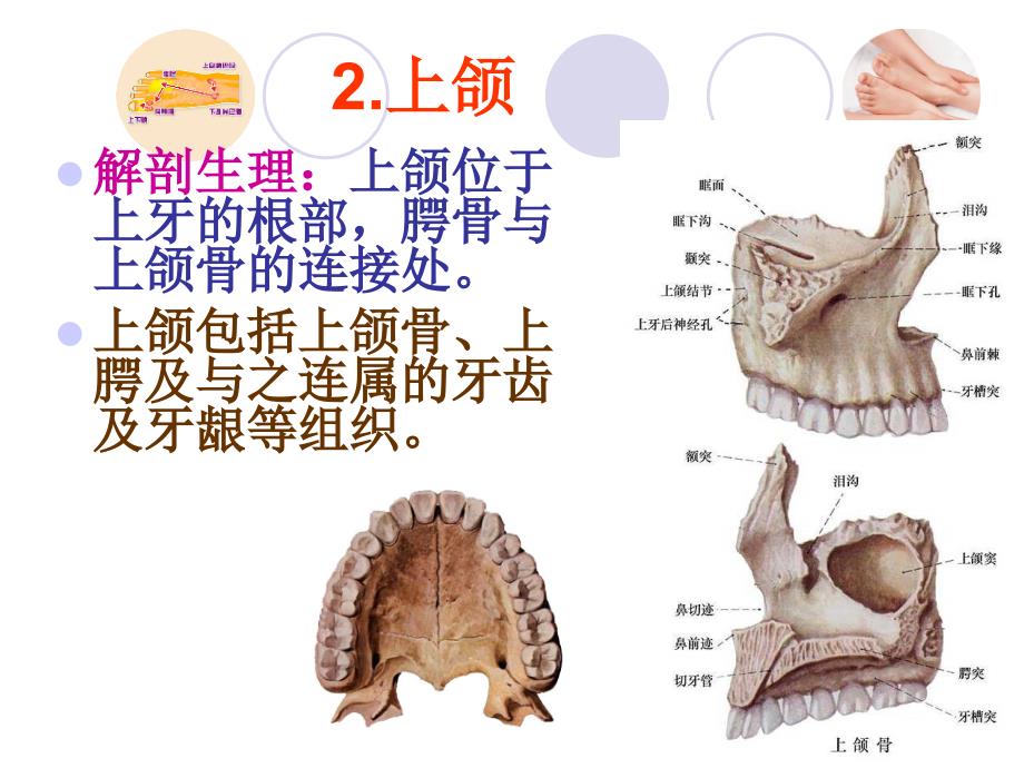 5.足背反射区_第4页