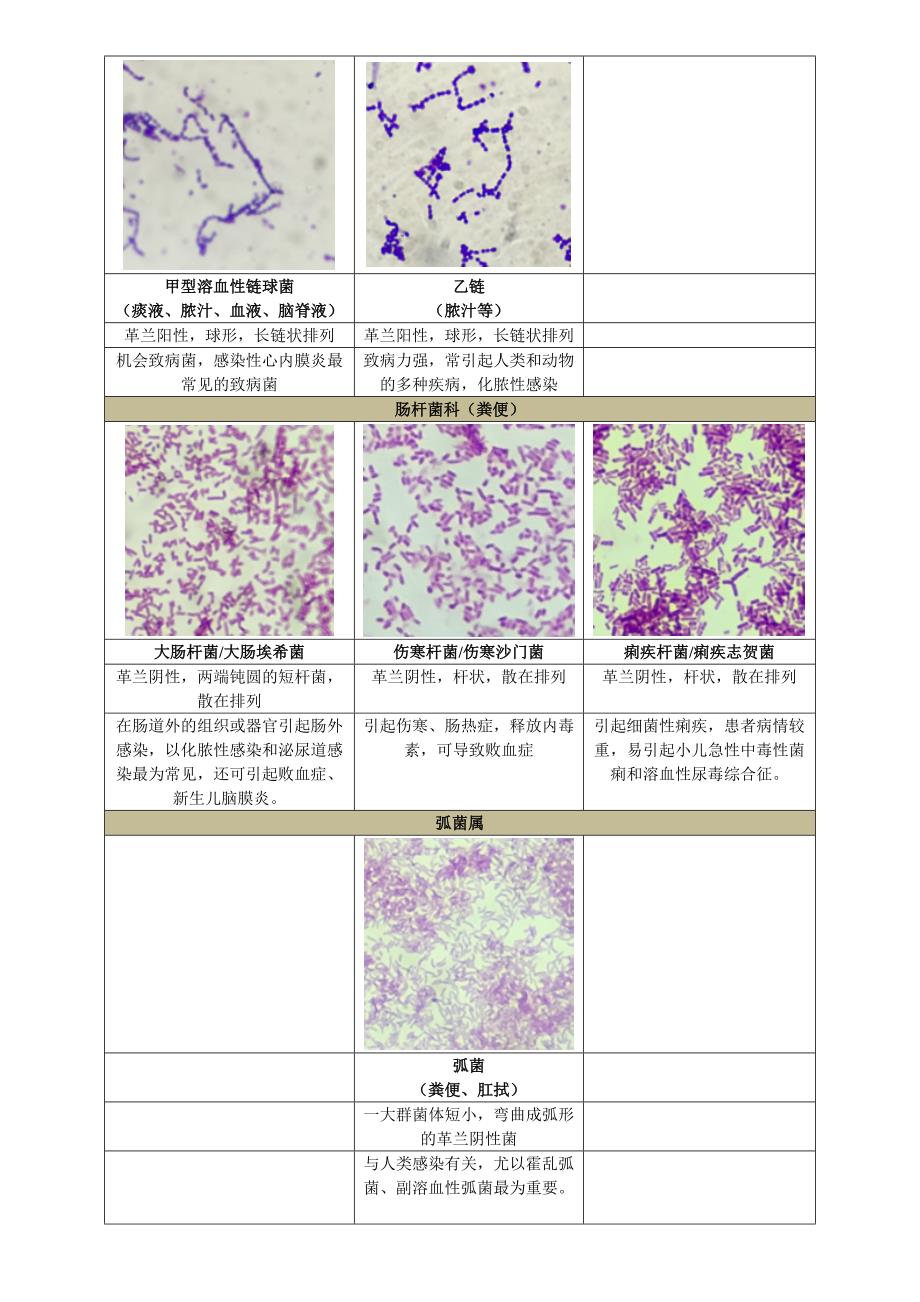 中南大学医学微生物实验复习_第2页