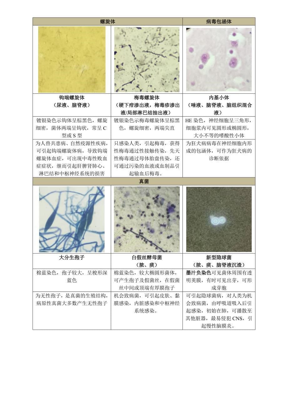 中南大学医学微生物实验复习_第5页