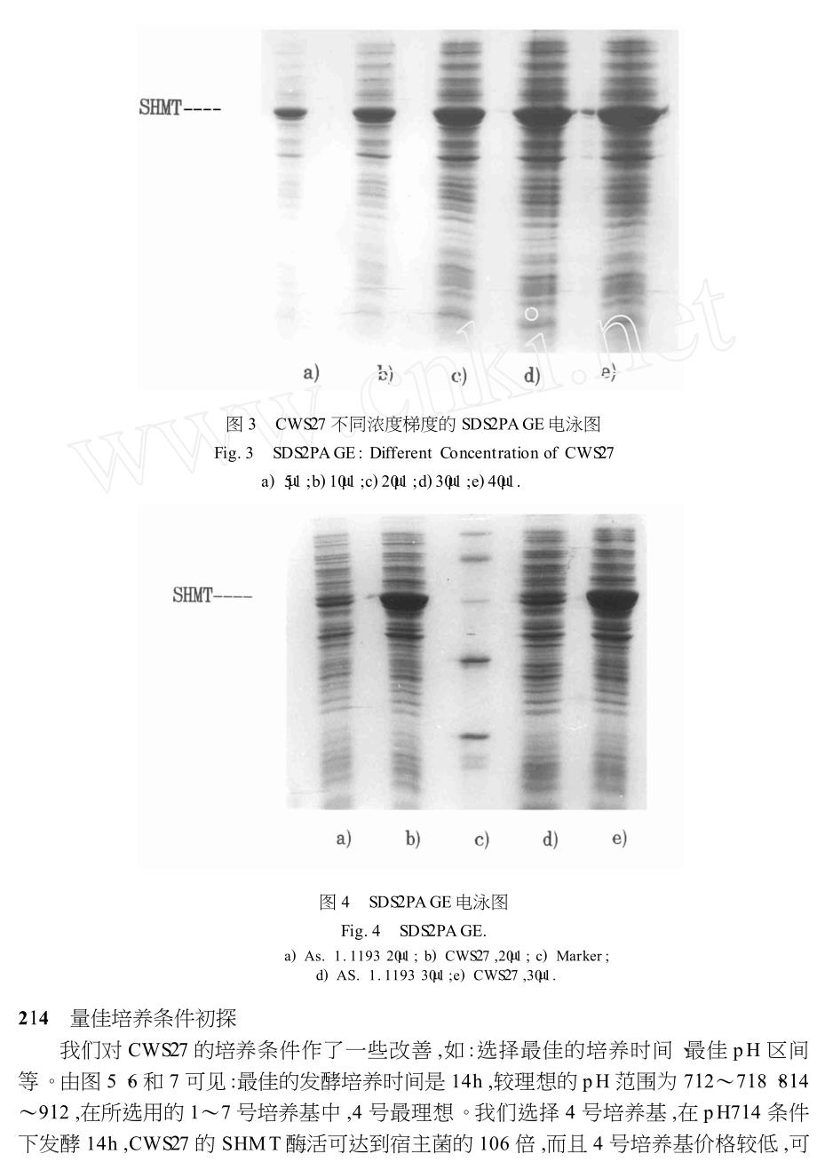 SHMT基因工程菌的构建及高效表达_第4页