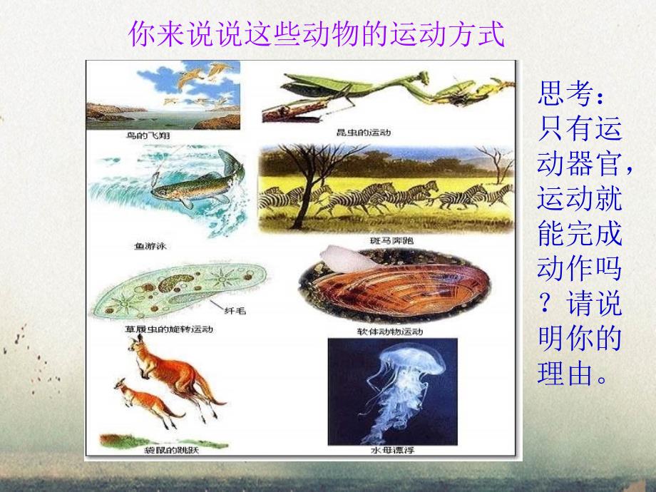 八年级生物动物的运动课件人教新课标版课件_第3页