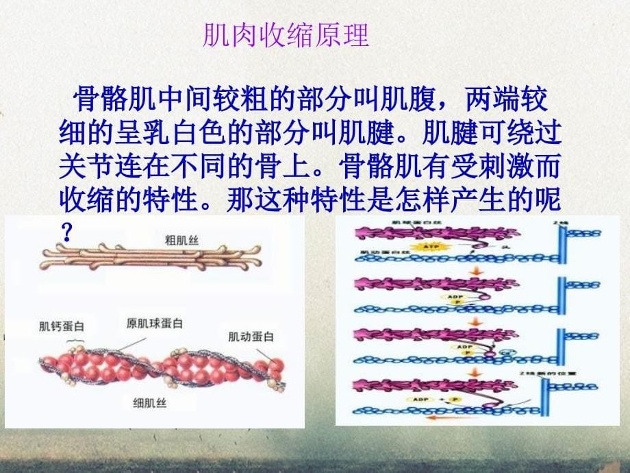 八年级生物动物的运动课件人教新课标版课件_第5页