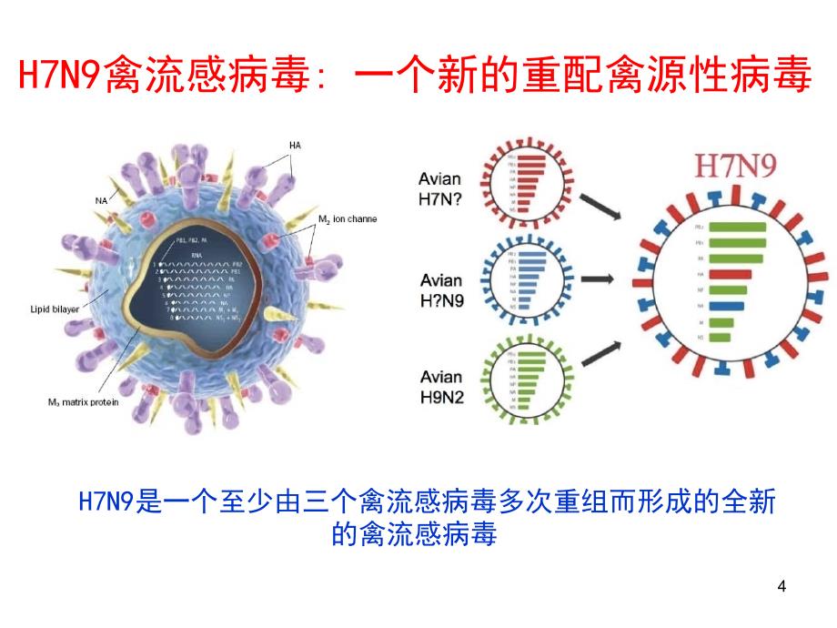 H7N9禽流感的发病机制临床表现检查及诊断演示PPT_第4页