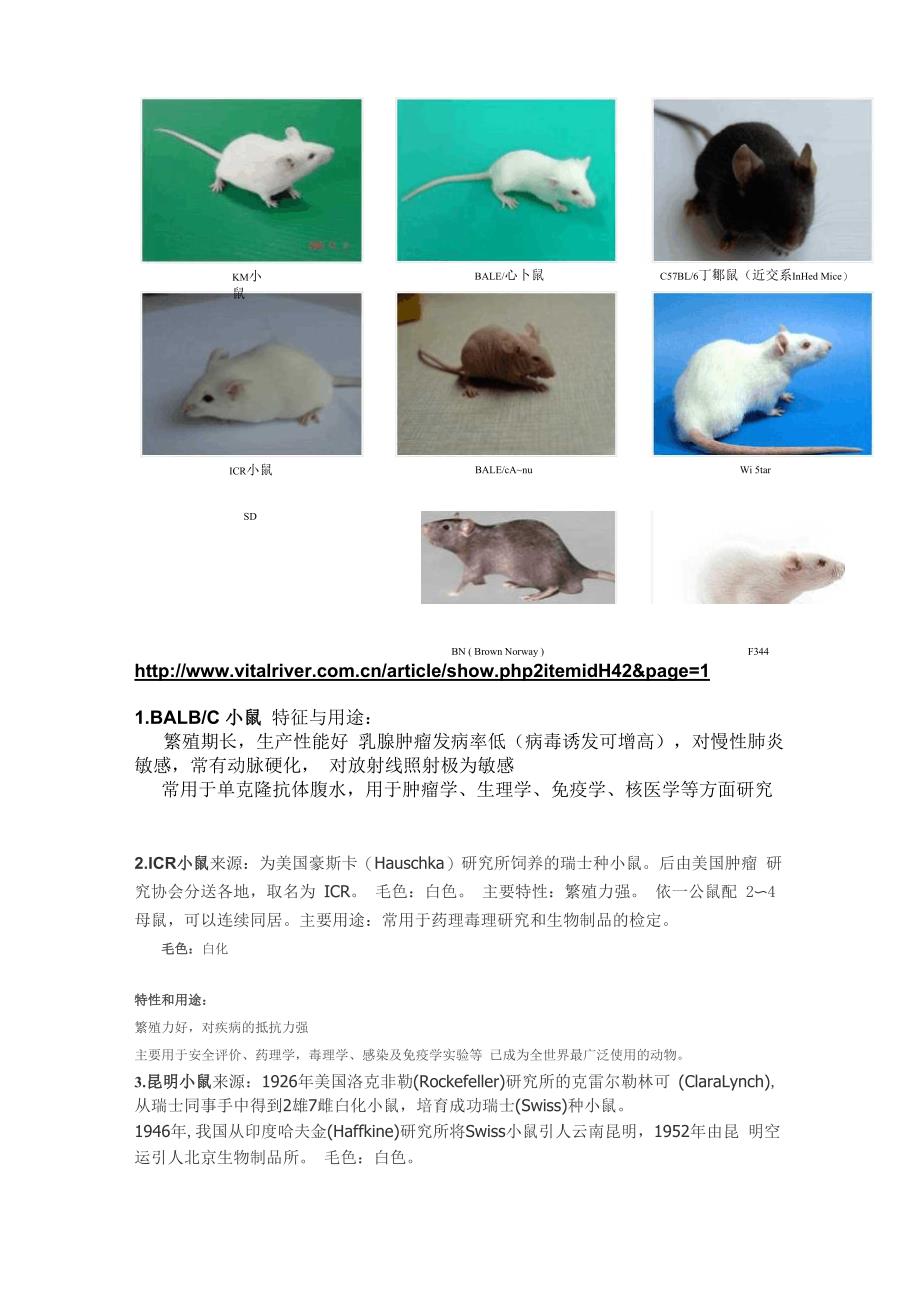 小鼠种类及其区别_第1页