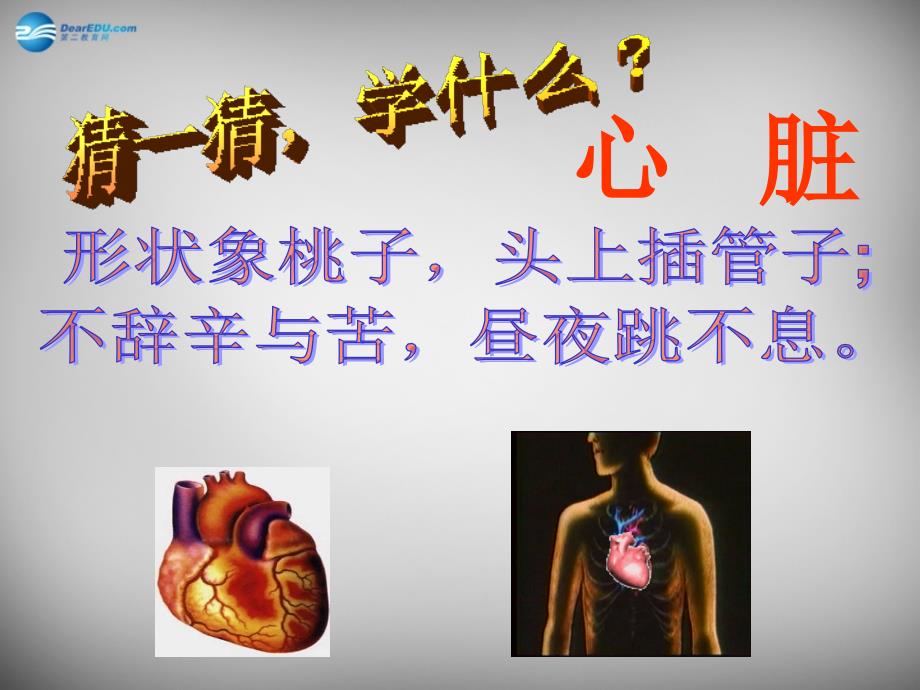 人教初中生物七下第4单元第4章第3节输送血液的泵心脏PPT课件13_第1页