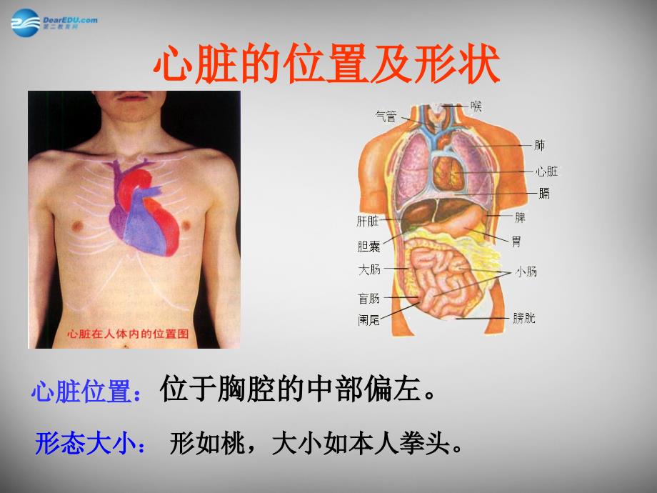 人教初中生物七下第4单元第4章第3节输送血液的泵心脏PPT课件13_第3页