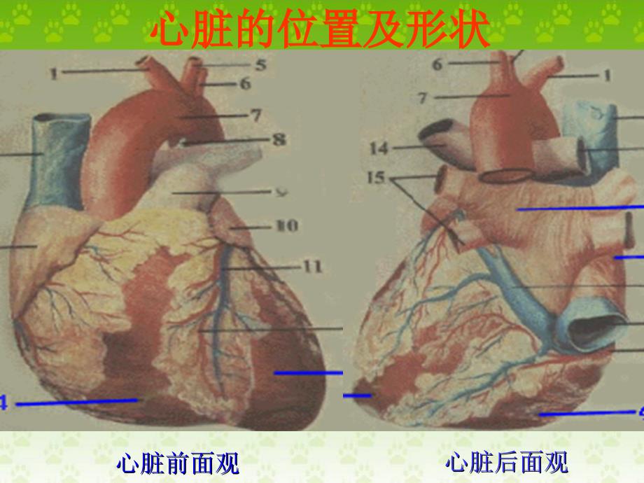 人教初中生物七下第4单元第4章第3节输送血液的泵心脏PPT课件13_第4页