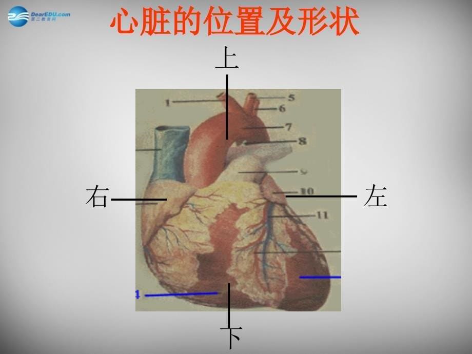 人教初中生物七下第4单元第4章第3节输送血液的泵心脏PPT课件13_第5页