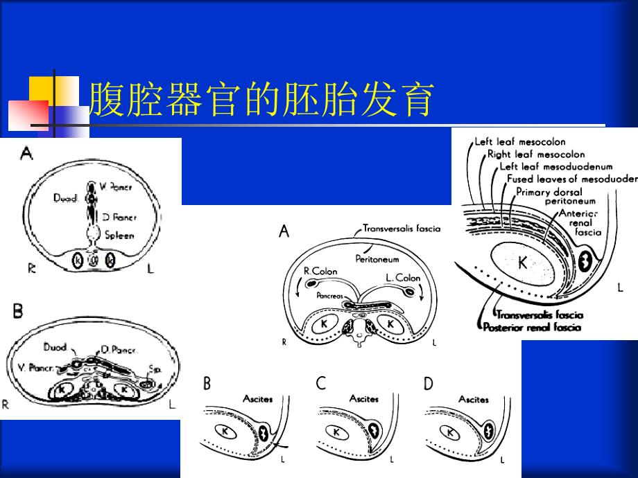 肾周围解剖间隙_第4页