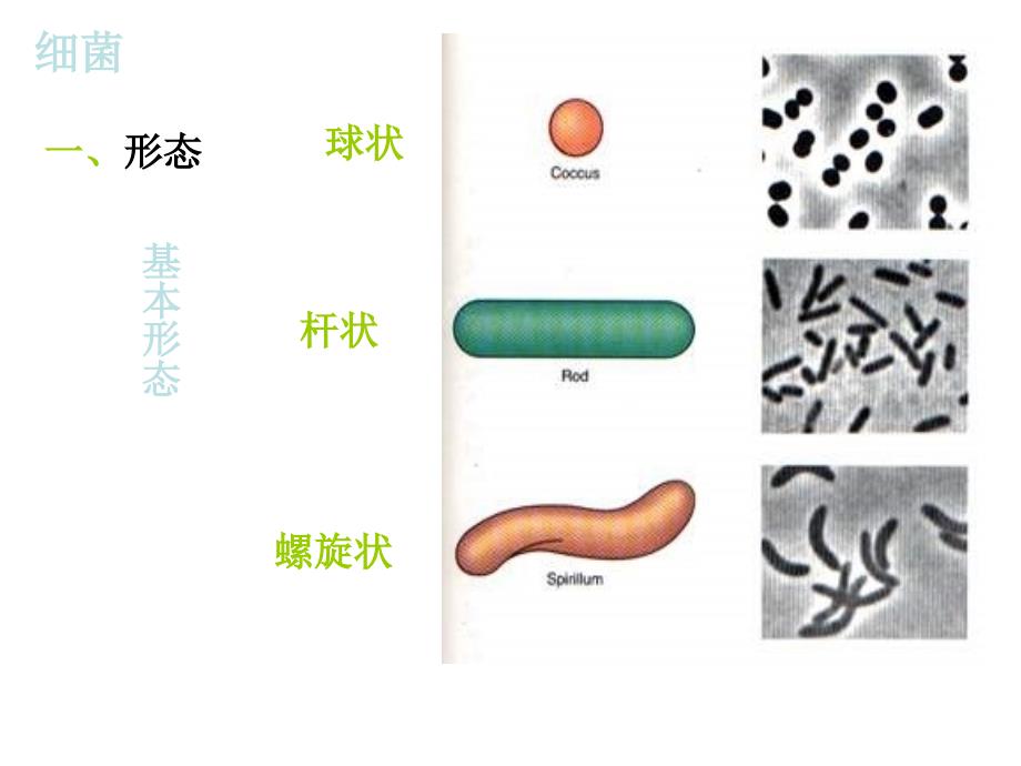 微生物与发酵工程2_第4页