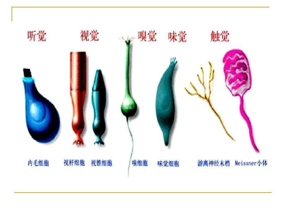 生理课件：感觉器官的功能_第5页