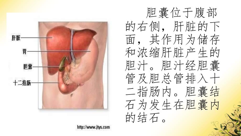 胆囊结石护理查房课堂PPT_第2页