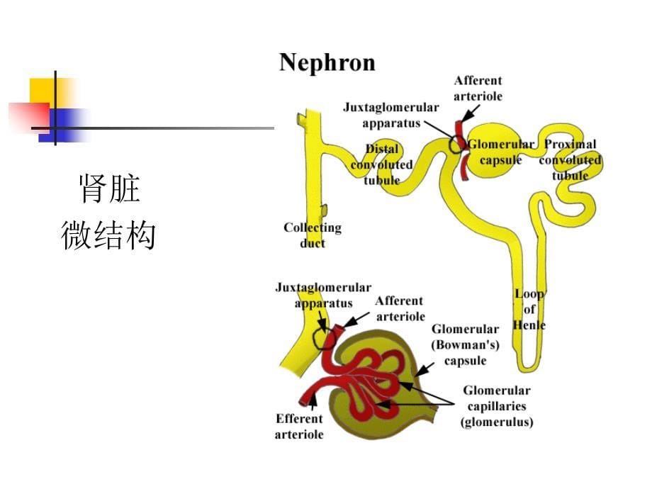 泌尿系统疾病总论陈朝生ppt课件文档资料_第5页