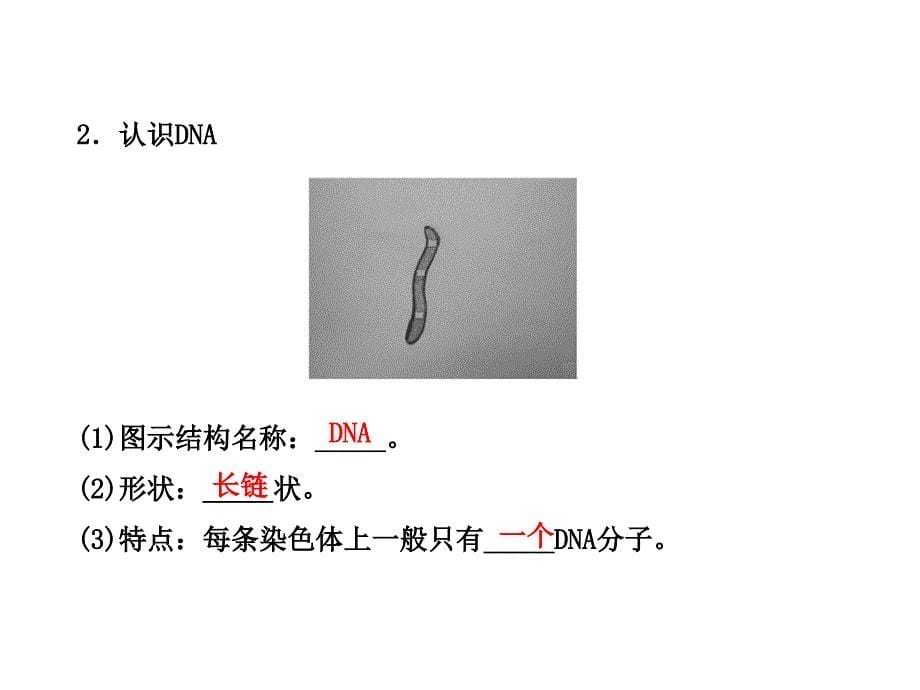 6202性状遗传的物质基础_第5页