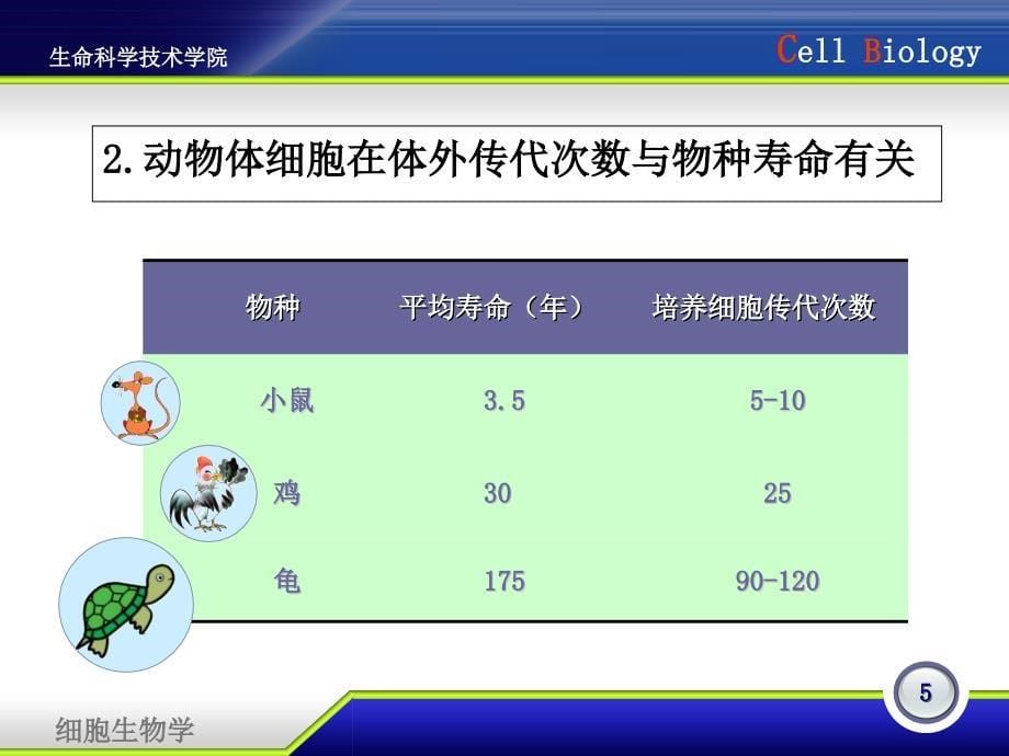 细胞衰老机制PPT课件_第5页