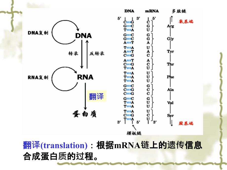 生物化学第十三章蛋白质的生物合成_第2页