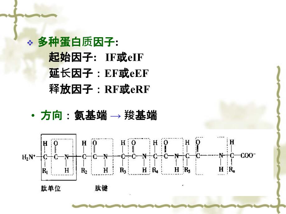 生物化学第十三章蛋白质的生物合成_第4页