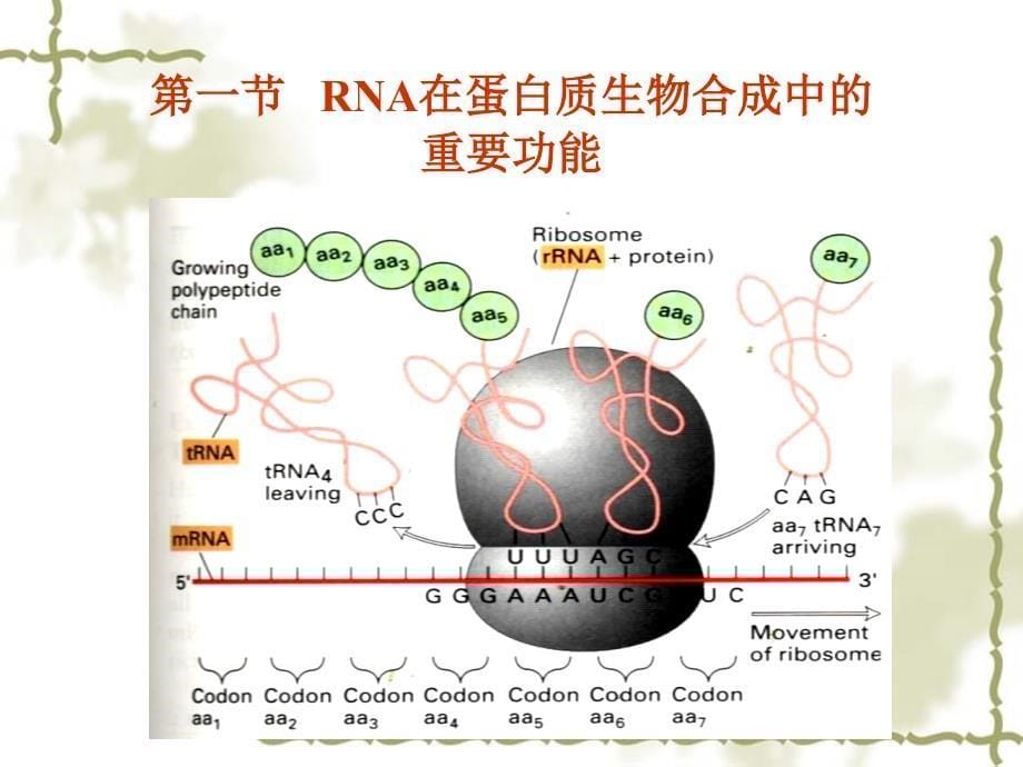 生物化学第十三章蛋白质的生物合成_第5页