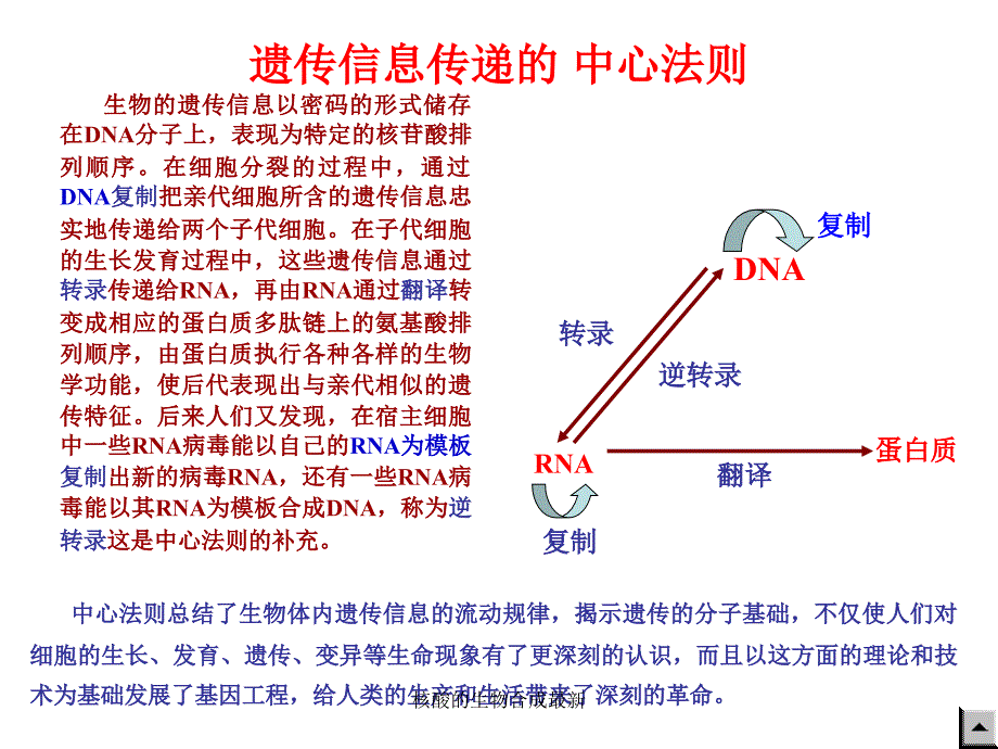 核酸的生物合成最新课件_第2页