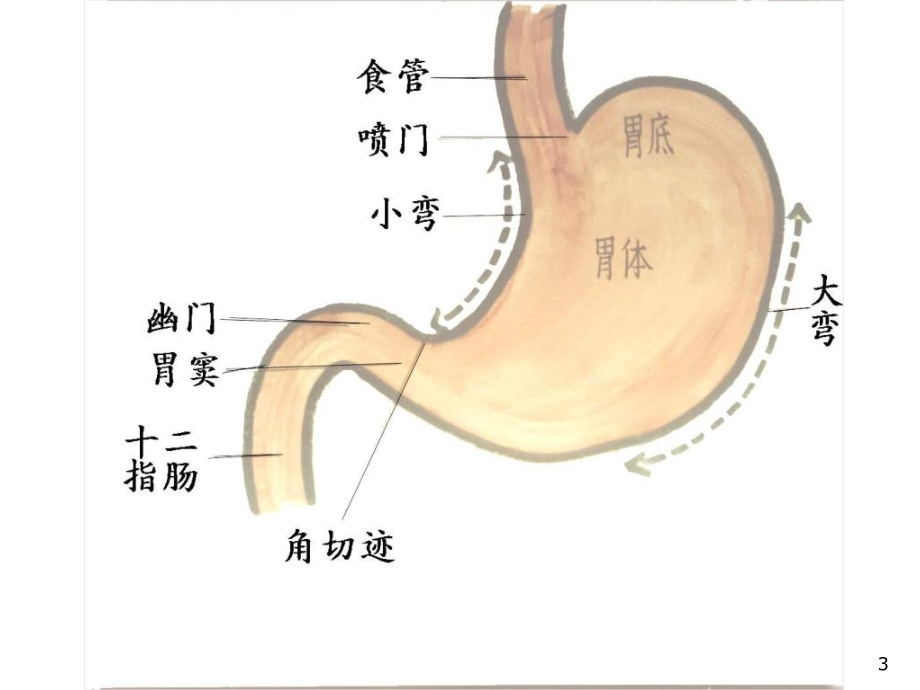 十二指肠疾病文档资料_第3页