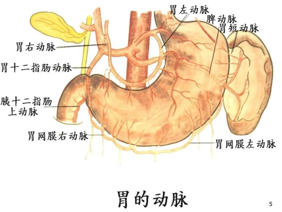 十二指肠疾病文档资料_第5页