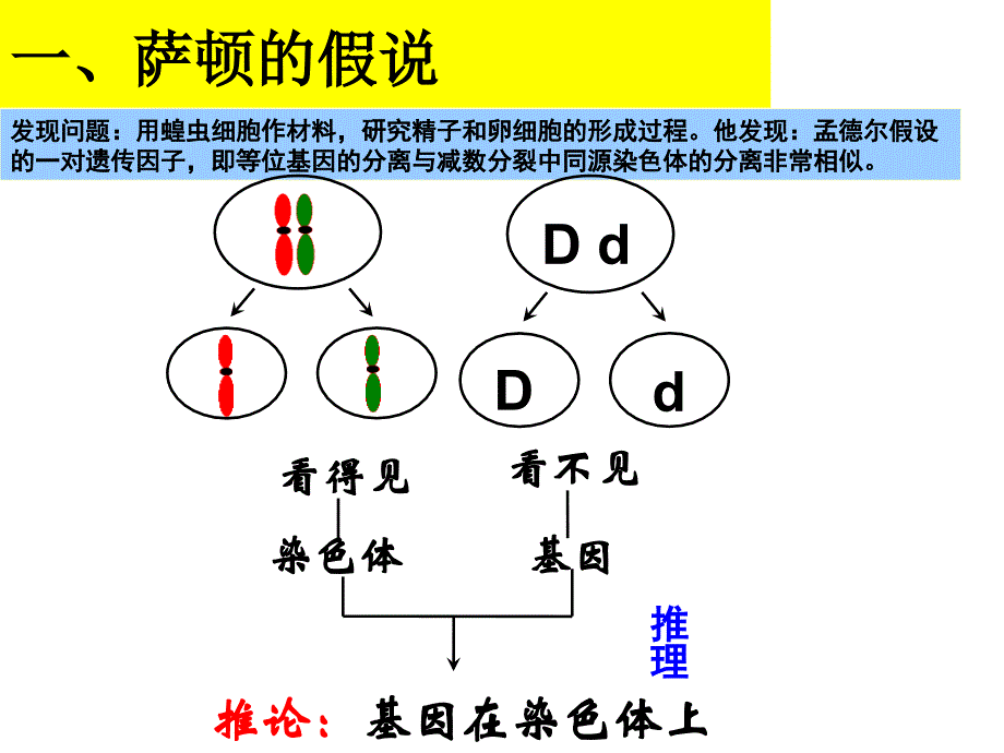 生物：2.2《基因在染色体上》PPT课件(新人教版-必修2)_第3页