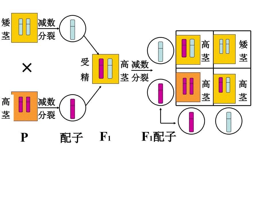 生物：2.2《基因在染色体上》PPT课件(新人教版-必修2)_第5页