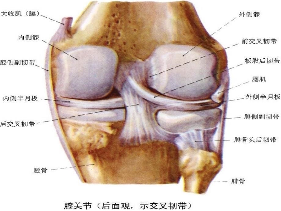 第二节韧带损伤的康复课件_第5页