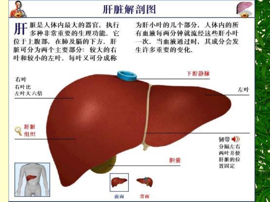 专科生物化学肝的生物化学ppt课件_第5页