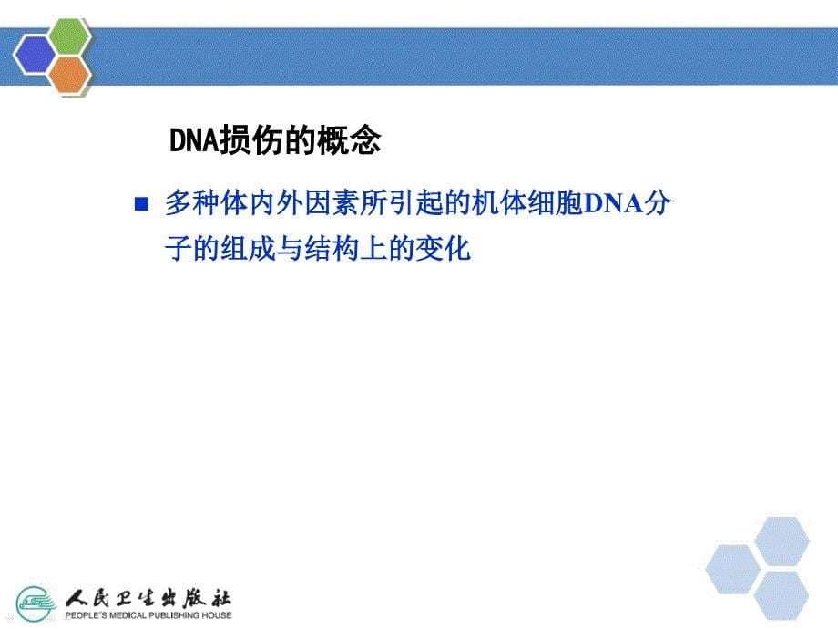 DNA的损伤修复ppt课件_第5页