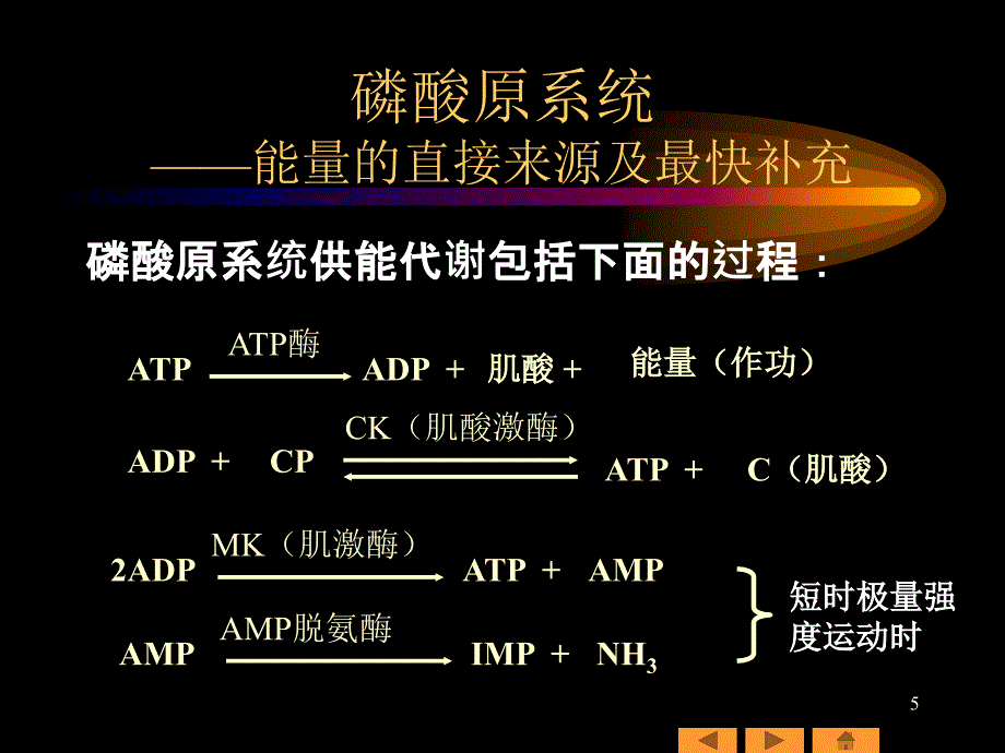 人体三大能量供应系统课件_第5页