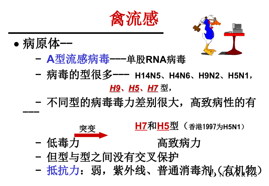 养鸡培训资料：禽流感_第4页