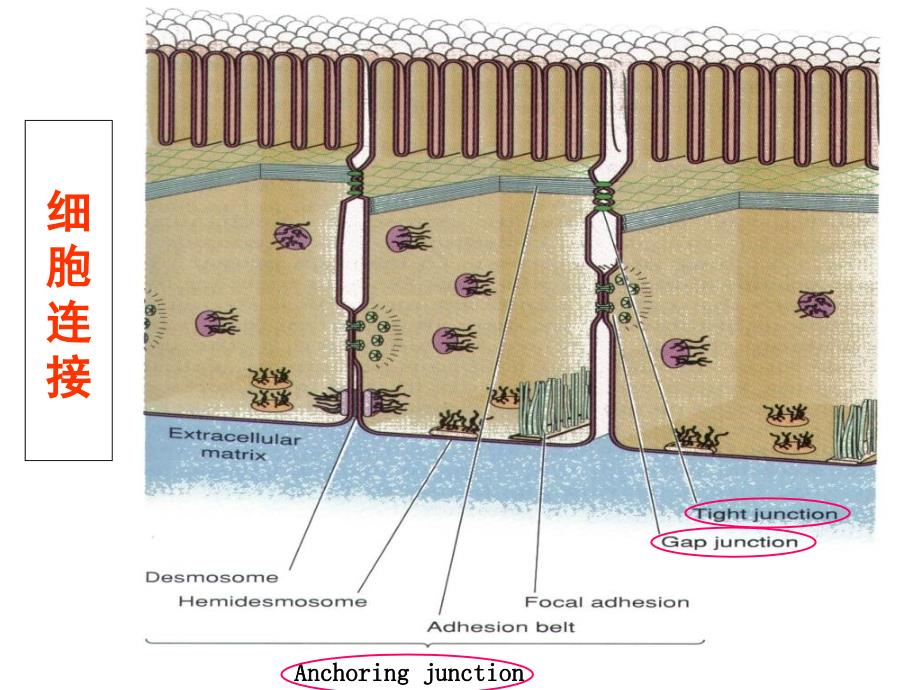 最新第15章细胞连接细胞黏着和细胞外基质PPT文档_第4页