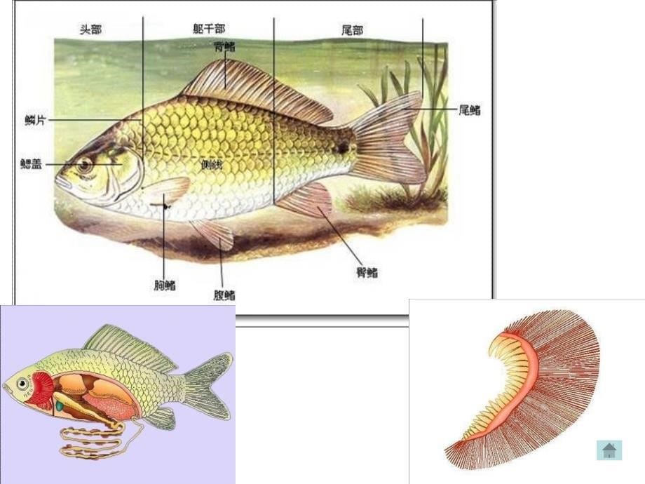 生物八年级总复习上册_第5页