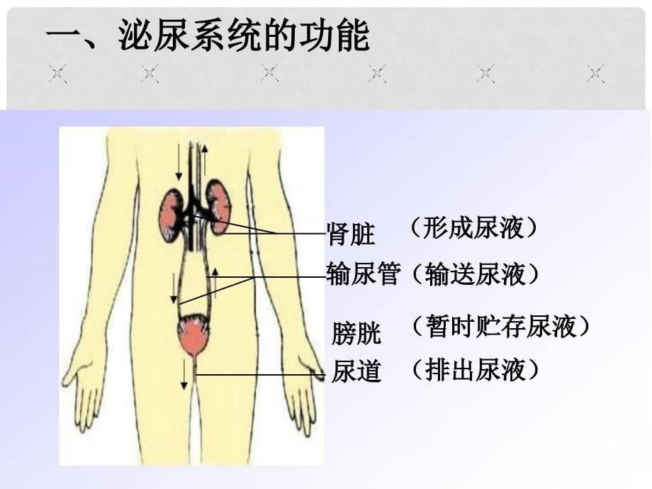 河北省廊坊市第十二中学七年级生物下册 第11章 第2节 尿的形成与排出课件 北师大版_第5页