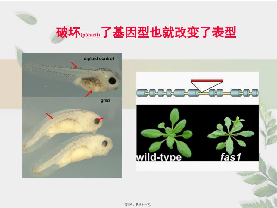 医学专题—染色质免疫沉淀21707_第3页