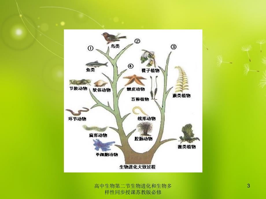 高中生物第二节生物进化和生物多样性同步授课苏教版必修课件_第3页