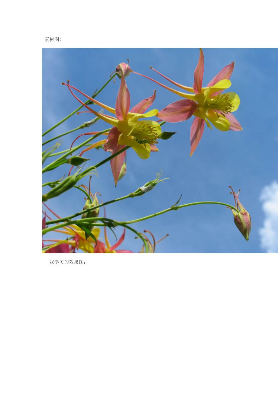 Photoshop巧用颜色通道将花卉从背景分离_第1页