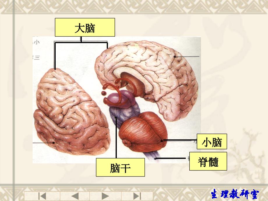 （优质课件）中枢对内脏活动的调节_第1页