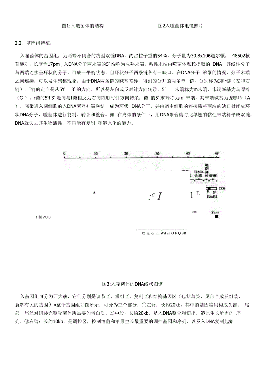 λ噬菌体的综述_第3页