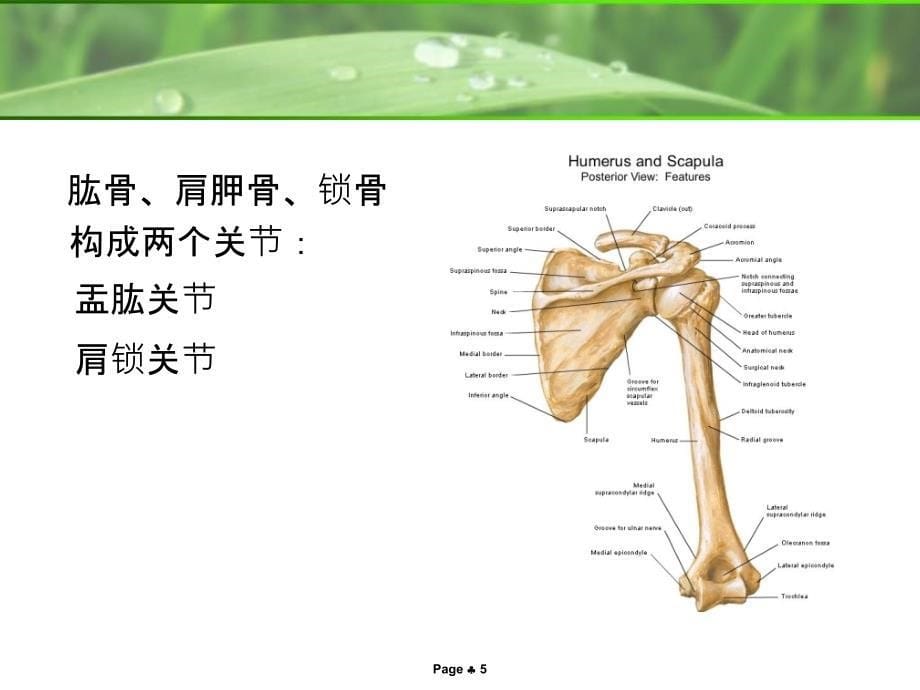 《肩关节MRI解剖》PPT课件_第5页