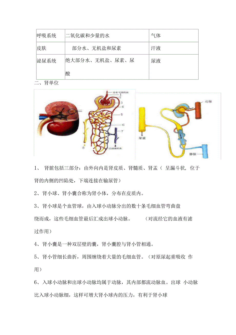 肾脏知识点总结_第2页