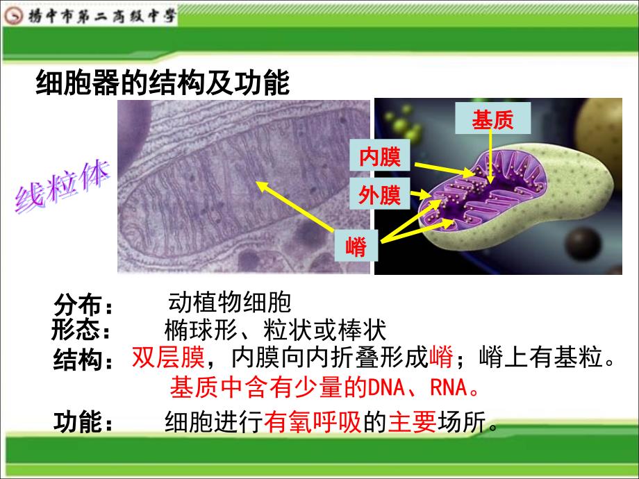 一轮复习公开课细胞器系统的分工合作课堂PPT_第3页