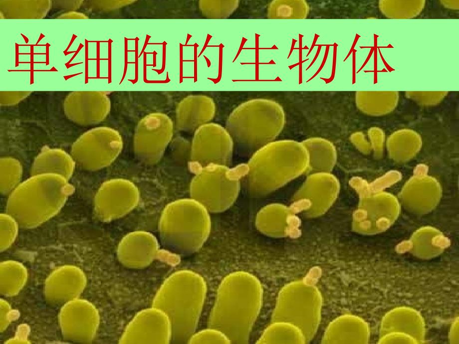 54单细胞的生物体_第1页