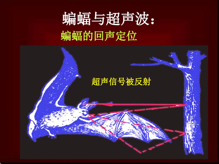 奇妙的动物仿生ppt课件_第4页