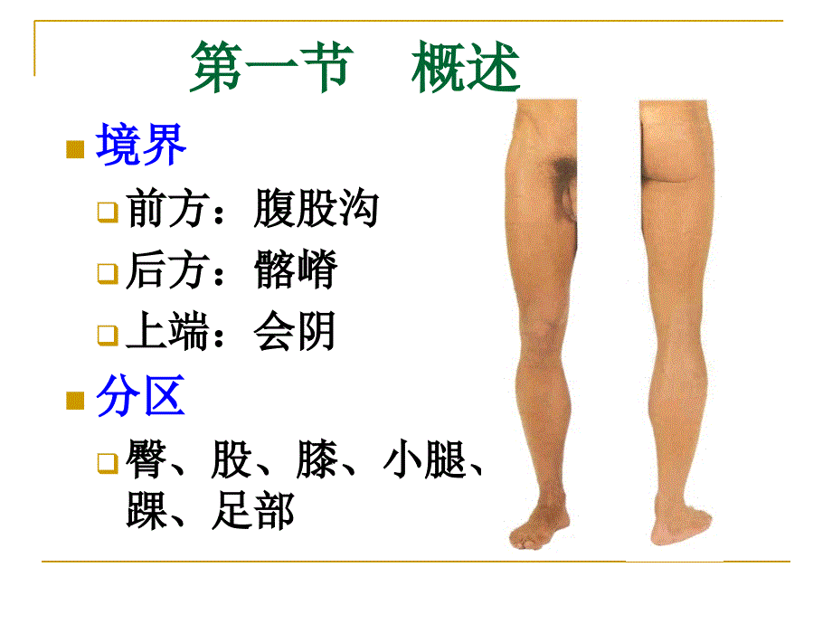 局部解剖学课件：下肢 (2)_第4页